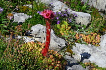 Mountain houseleek (Sempervivum montanums) in flower on hillside, Massif du Diois, Vercors Regional Natural Park, Drome, France, July.