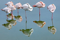 Greater flamingo (Phoenicopterus roseus) flock resting on one leg in still water with reflections, Camargue, France.