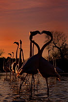 Greater flamingo (Phoenicopterus roseus) pair touching beaks in courtship display at sunset, as flock performs courtship dance behind them, Camargue, France, March.