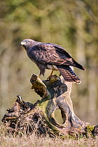 Buzzard (Buteo buteo) with nictitating membrane visible, perched on tree stump, Lorraine, France. March.