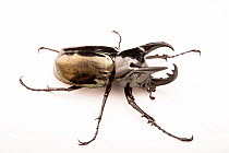 Caucasus beetle (Chalcosoma caucasus) portrait, Albuquerque BioPark. Captive, occurs in Southeast Asia.