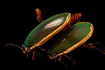 Two Green diving beetles (Cybister sp.) portrait, Melbourne Zoo. Captive.