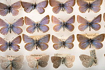Collection of extinct Pheres blue butterflies (Icaricia icarioides pheres), McGuire Center for Lepidoptera and Biodiversity in Gainesville, Florida, USA.