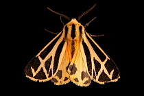 Nais tiger moth (Apantesis nais) portrait, Lakeside, Nebraska, USA. Captive.