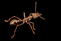 Bull ant (Myrmecia sp.) portrait, Melbourne Museum, Australia. Captive.