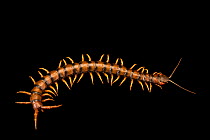 Giant desert centipede (Ethmostigmus rubripes) portrait, Melbourne Museum, Australia. Captive.