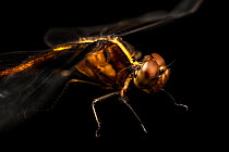 Widow skimmer dragonfly (Libellula luctuosa) female, portrait, Spring Creek Prairie Audubon Center, Nebraska, USA. Captive.