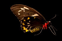 Cairns birdwing butterfly (Ornithoptera euphorion) female, portrait, Melbourne Zoo. Captive, occurs in Queensland, Australia.