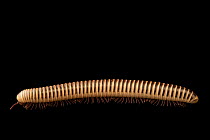Florida ivory millipede (Chicobolus spinigerus) portrait, ABQ BioPark Zoo, Albuquerque, New Mexico, USA. Captive.