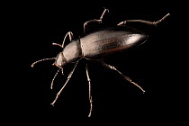 Darkling beetle (Eleodes obscurus) portrait, Woodland Park Zoo, Seattle, Washington, USA. Captive.