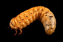 Neptunus beetle (Dynastes neptunus) larva, portrait, Toledo Zoo. Captive, occurs in South America.