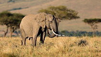 African elephant (Loxodonta africana) feeding on grass, Maasai Mara, Kenya, Africa.