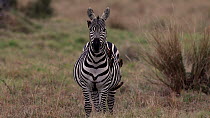 Zebra (Equus quagga) standing in grassland as Yellow-billed oxpeckers (Buphagus africanus) peck insects off its side and face, Maasai Mara, Kenya, Africa. Sequence 2/2.