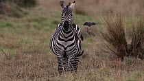 Zebra (Equus quagga) standing in grassland as Yellow-billed oxpeckers (Buphagus africanus) peck insects off its body, with one bird entering frame and landing on the zebra's side, Maasai Mara, Kenya,...