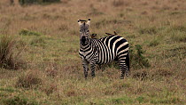 Zebra (Equus quagga) standing in grassland as Yellow-billed oxpeckers (Buphagus africanus) peck insects from its body whilst perching on its back and head, Maasai Mara, Kenya, Africa.