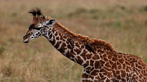 Masai giraffe (Giraffa tippelskirchi) drinking as Yellow-billed oxpeckers (Buphagus africanus) peck insects off of its neck, Maasai Mara, Kenya, Africa.
