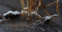 Close up timelapse of water freezing and ice crystals forming around vegetation. Timelapse created from stills and shot inside a specialist freezing cabinet, intended to imitate freshwater edges freez...