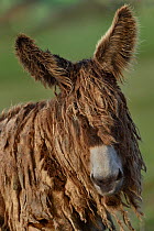 Poitevin / Poitou donkey head portrait, Vendee, France. January.