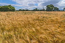 Ripening Barley (Hordeum distichon) crop blowing in the wind, Wirral, Cheshire, UK. July.