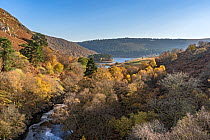 View looking south east towards the Pen-y- garreg reservoir in the Elan Valley in autumn, near Rhayader, Powys, Wales, UK. November, 2022.