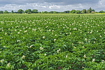 Potato (Solanum tuberosum) crop in flower in farm field, Cheshire, UK. June.