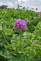 Potato (Solanum tuberosum) plant in flower in farm field, Cheshire, UK. June.