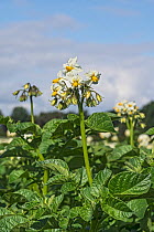 Potato (Solanum tuberosum) plant in flower in farm field, Cheshire, UK. June.