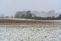 Dogwalker with two dogs walking across farmland in snowstorm, near Willaston, Wirral, UK. January, 2023.