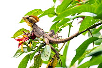 RF - Brown basilisk / Jesus Christ lizard (Basiliscus vittatus) resting in tree, Bahia Solano, Choco, Colombia. (This image may be licensed either as rights managed or royalty free.)