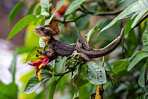 Brown basilisk / Jesus Christ lizard (Basiliscus vittatus) resting in tree, Bahia Solano, Choco, Colombia.