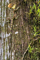 Brown basilisk / Jesus Christ lizard (Basiliscus vittatus) resting on a tree trunk, Bahia Solano, Choco, Colombia.