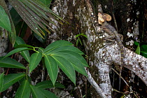 Brown basilisk / Jesus Christ lizard (Basiliscus vittatus) resting on tree roots, Bahia Solano, Choco, Colombia.