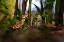 Brown basilisk / Jesus Christ lizard (Basiliscus vittatus) resting in forest leaf litter, Bahia Solano, Choco, Colombia.