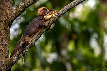 Brown basilisk / Jesus Christ lizard (Basiliscus vittatus) resting on branch, Bahia Solano, Choco, Colombia.