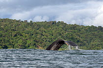 Humpback whale (Megaptera novaeangliae) tail fluke above the ocean surface close to the shore with rainforest in background, Bahia Solano, Choco, Colombia, Pacific Ocean.