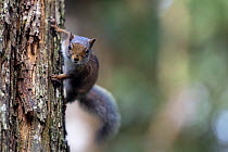 Andean squirrel (Sciurus pucheranii) resting on tree trunk, Medellin area, Antioquia, Colombia.