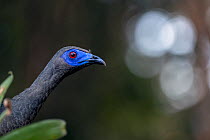 Sickle-winged guan (Chamaepetes goudotii) head portrait, Medellin area, Antioquia, Colombia.