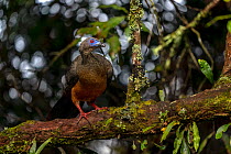 Sickle-winged guan (Chamaepetes goudotii) perched on branch in cloud forest, Medellin area, Antioquia, Colombia.