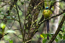 Andean motmot (Momotus aequatorialis) perched on branch in cloud forest, Medellin area, Antioquia, Colombia.
