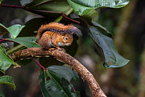 Andean squirrel (Sciurus pucheranii) resting on branch with its tail over its head, Medellin area, Antioquia, Colombia.