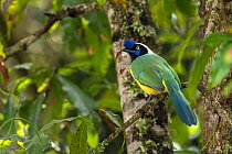 Green jay (Cyanocorax yncas) perched on branch, Medellin area, Antioquia, Colombia.