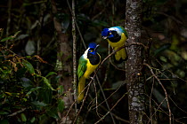 Green jay (Cyanocorax yncas) pair perched on branch, male giving food to female, a nuptial gift during courtship, Medellin area, Antioquia, Colombia.