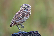Burrowing owl (Athene cunicularia) standing on one leg on wooden post, Llanos, Colombia.