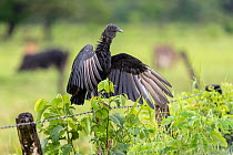 American black vulture (Coragyps atratus) perched on wire fence, drying wings after a rainstorm, Los Llanos, Colombia.