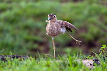 Double-striped thick-knee (Burhinus bistriatus) stretching its leg, Los Llanos, Colombia.