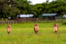 Three Burrowing owls (Athene cunicularia) perched on  barbed wire fence on cattle ranch, Los Llanos, Colombia.