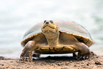 Savanna side-necked turtle (Podocnemis vogli) portrait, Los Llanos, Colombia.
