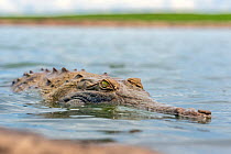 Orinoco crocodile (Crocodylus intermedius) submerged in river, Los Llanos, Colombia. Critically endangered.