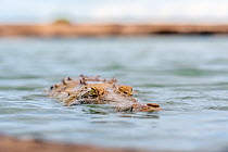 Orinoco crocodile (Crocodylus intermedius) submerged in river, Los Llanos, Colombia. Critically endangered.