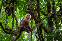 White-fronted capuchin monkey (Cebus albifrons) sitting on tree branch, Tayrona National Park, Magdalena, Colombia.